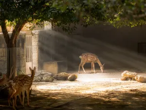 Chengdu Zoo