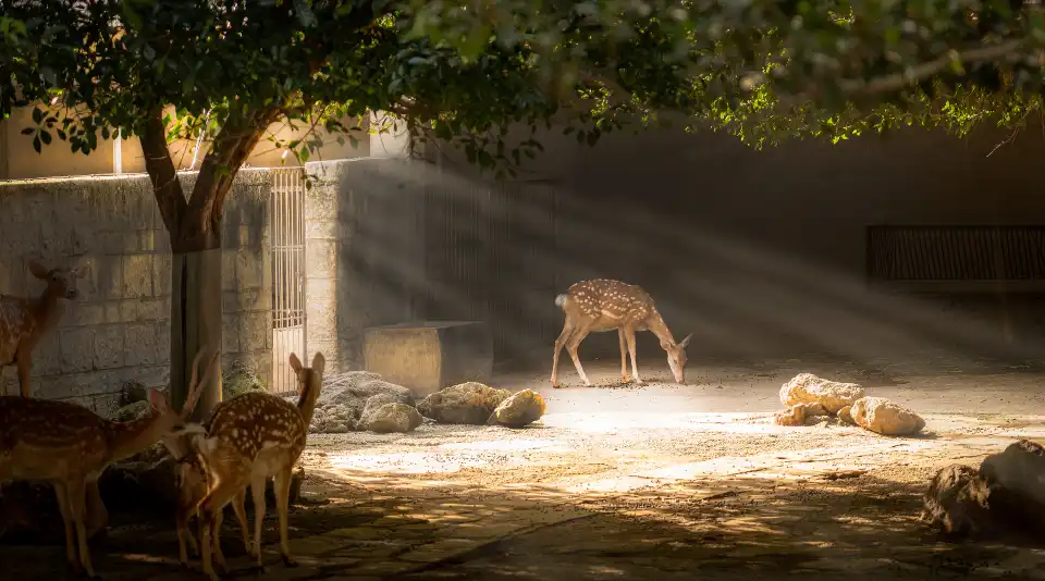 5_Chengdu Zoo