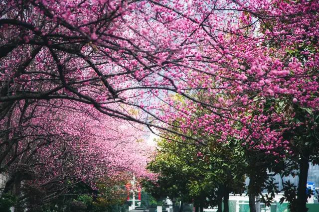 Plum Blossom Viewing in Guiyang