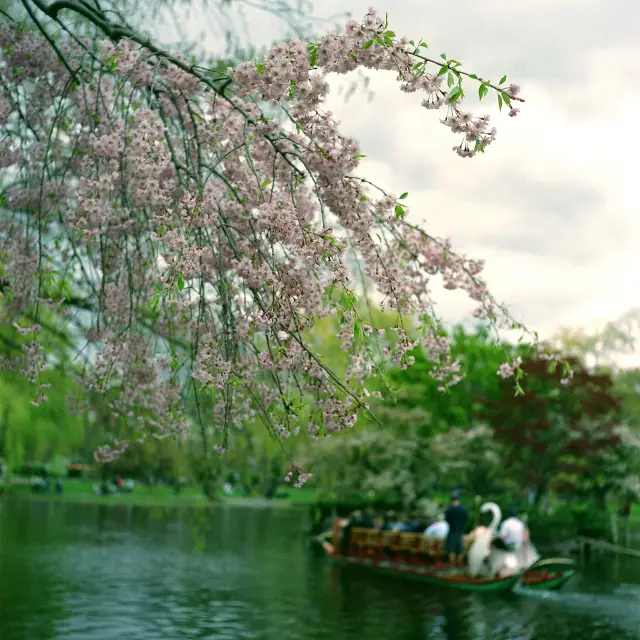 Cherry Blossom Season: Romance in Full Bloom