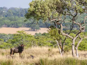 Mana-Pools-Nationalpark