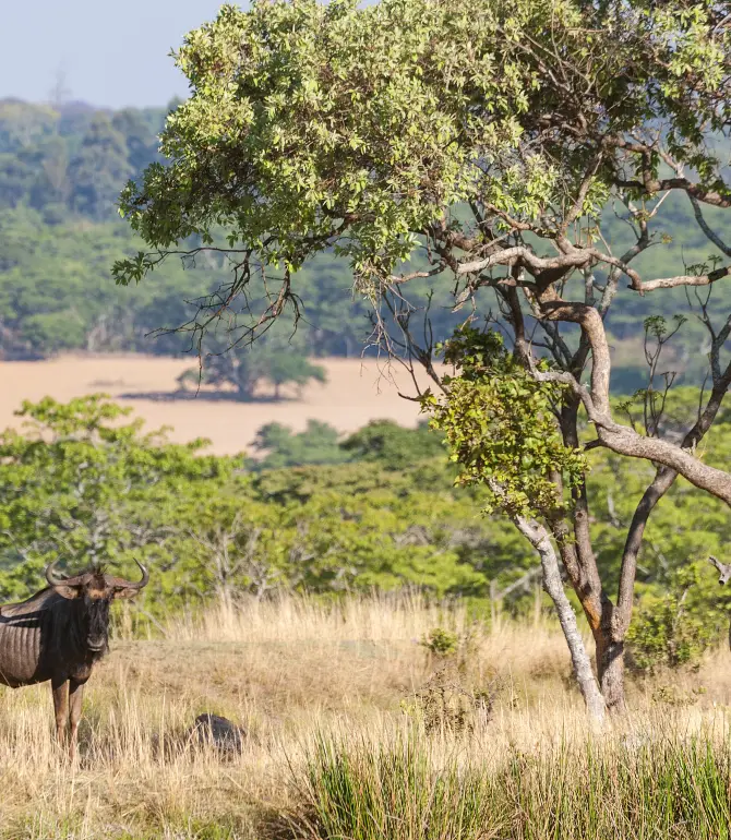Hurungwe