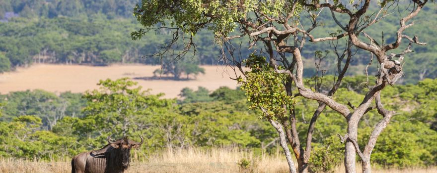 Mana-Pools-Nationalpark
