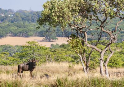 Hurungwe