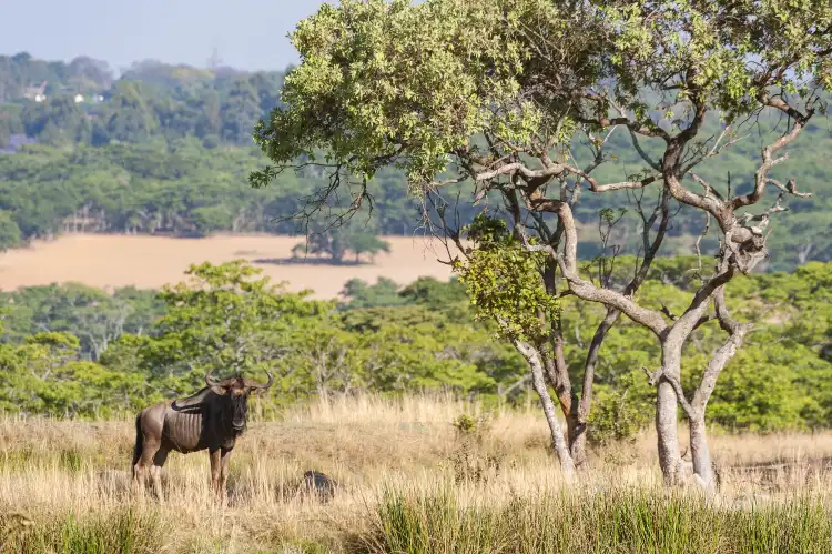 Hotels near Chirundu Safari Lodge