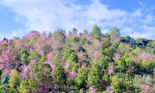 Jingmai Mountain Tea Forest Cultural Scenic Area