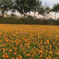 [장성- 황룡강 노란꽃잔치]