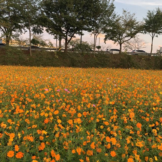 [장성- 황룡강 노란꽃잔치]