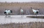 Yancheng Wetland National Nature Reserve Rare Birds