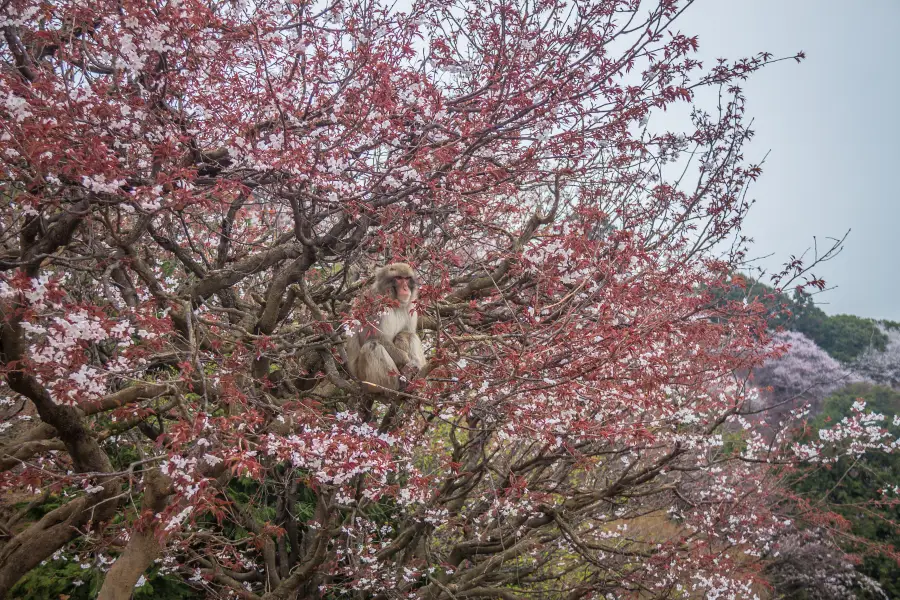 嵐山猴子公園