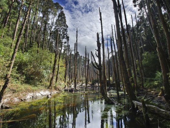 Wangyou Forest