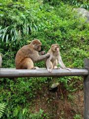 湖北神農架下谷坪鄉獼猴基地