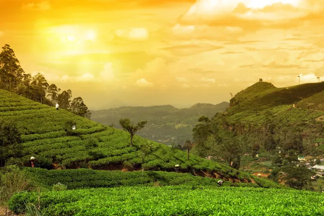 4-Star-Hotels in Cameron Highlands