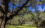 Oak Alley Plantation