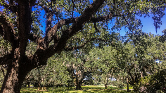 New Orleans City Park