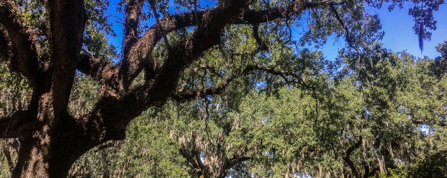 New Orleans City Park