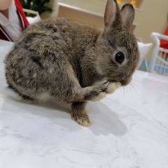 Dakku沖鴨俱樂部張用戶圖片