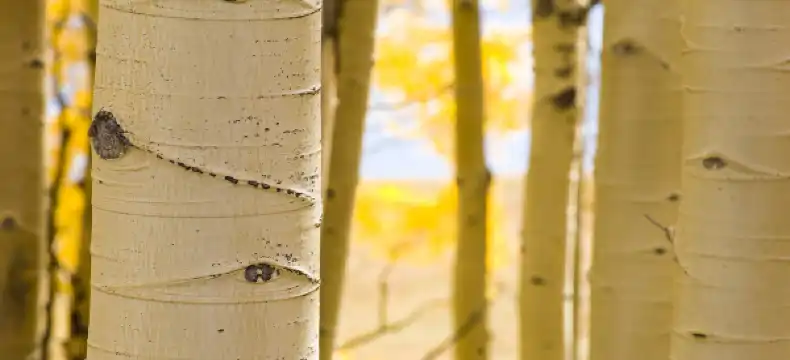 โรงแรมในแอสเพน