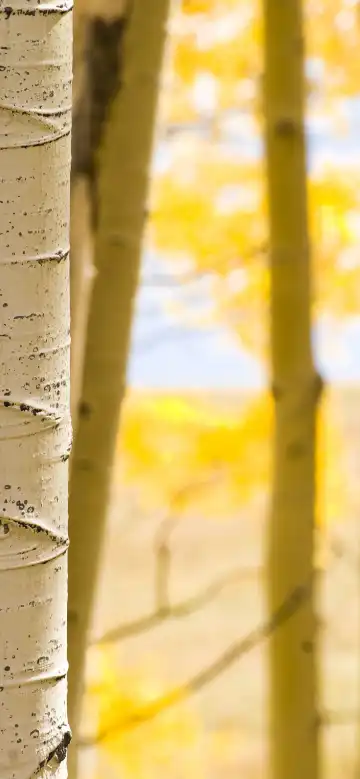 アスペンのホテル