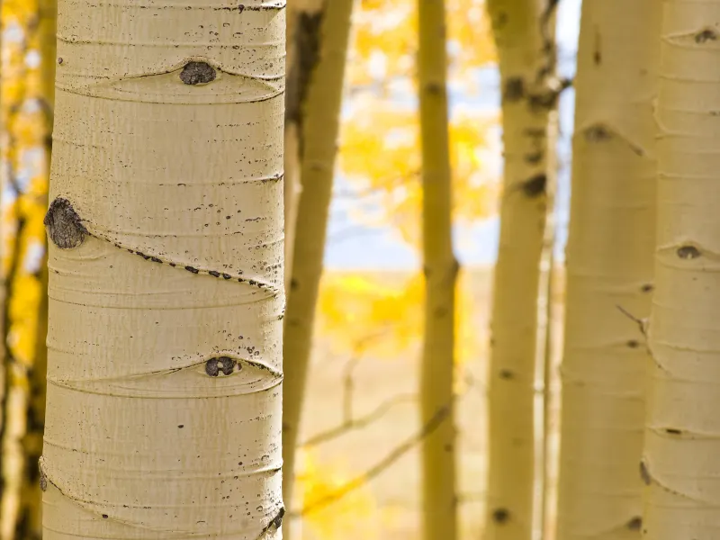 Aspen