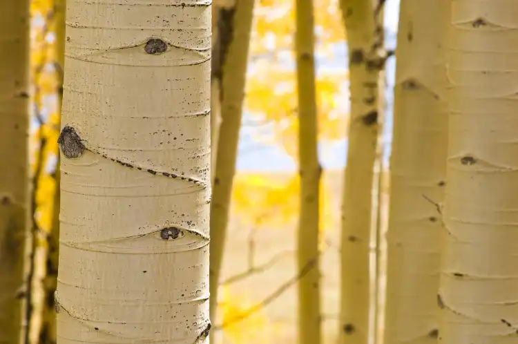 Aspen