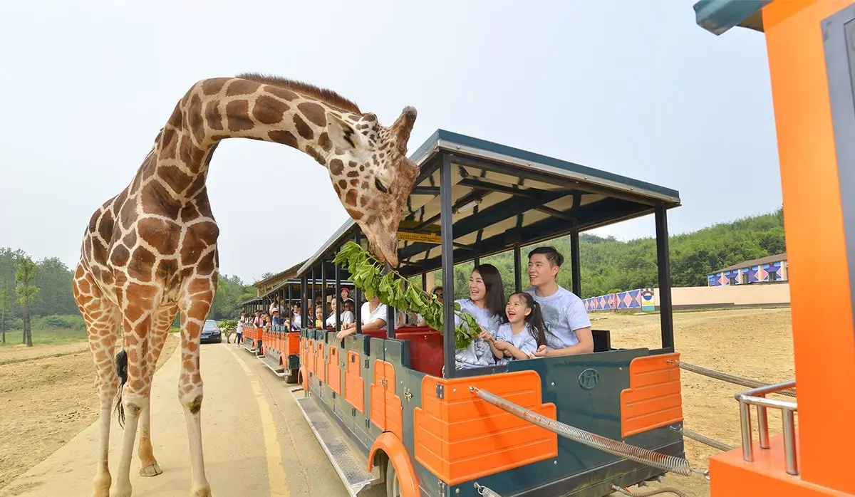 What to See at Hangzhou Safari Park (Areas & Animals)