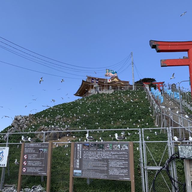 【遊走日本東北】黑尾鷗嘅棲息地，親親海的蕪島神社