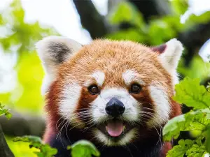 懷化野生動植物園