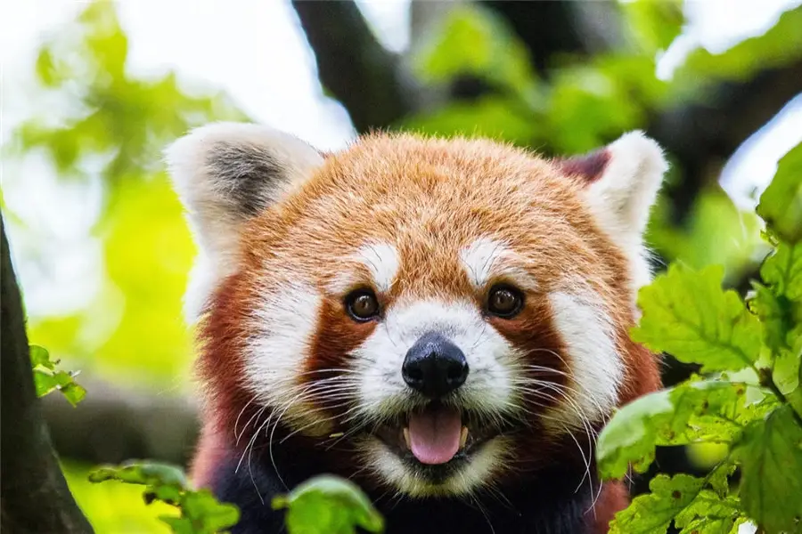 懷化野生動植物園