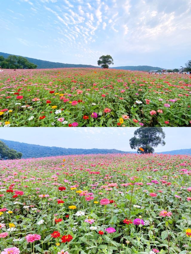 Lingshan Town, Nianhua Bay