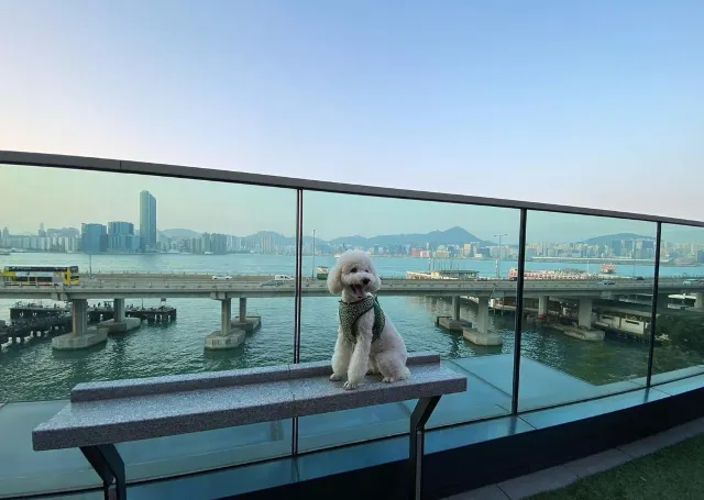 【寵物酒店邊間好?】2026人寵不分離,盤點那些寵物友好酒店:香港13間寵物酒店 Staycation 推介🐶+住宿餐飲優惠