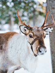 Aoluguya Ewenki Reindeer Culture Museum