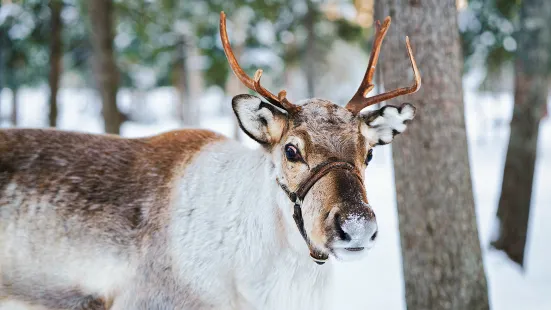 Aoluguya Ewenki Reindeer Culture Museum