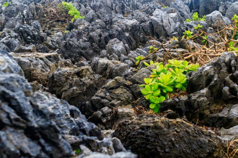 丫山花海石林