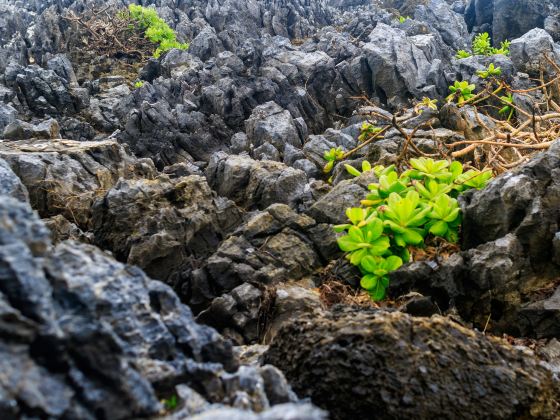 Yashan Flower Sea and Stone Forest