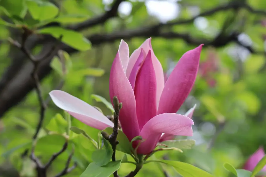 Magnolia Garden