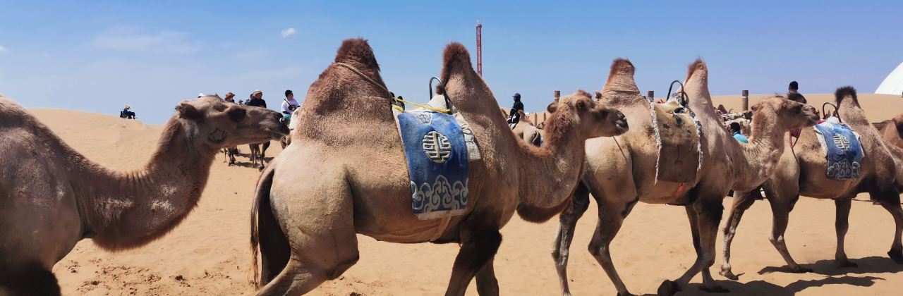 蒙古大营(新园街店)