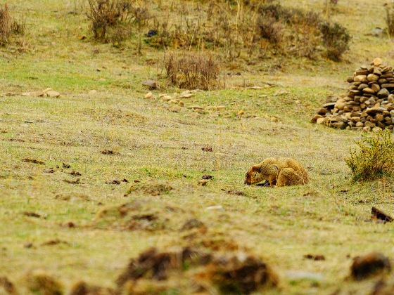 Zongta Grassland