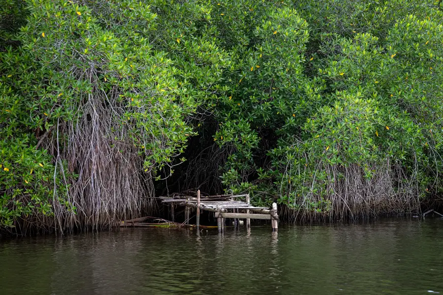 Bentota River