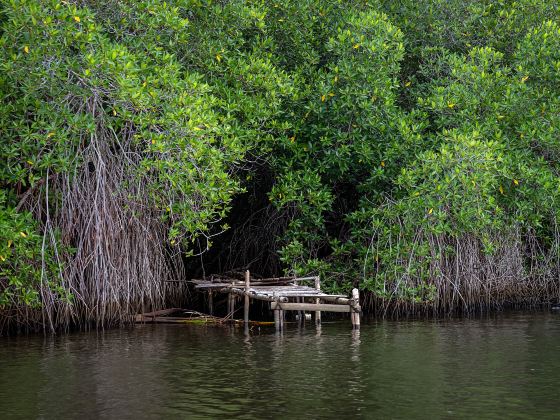 Bentota River