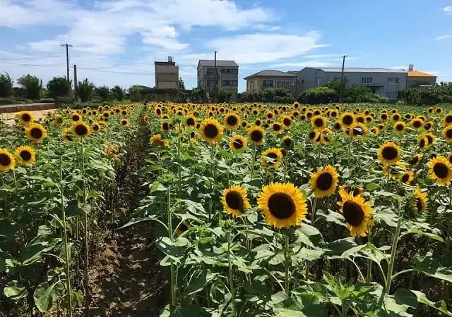 台湾のお花見スポット