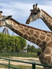 鹽城大豐港動物園