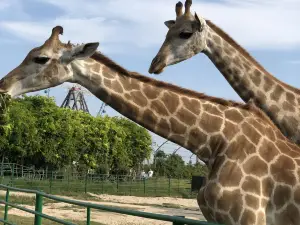 鹽城大豐港動物園