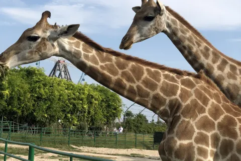 Dafeng Port Zoo