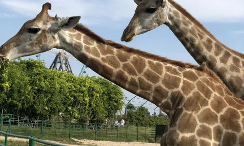 Dafenggang Zoo