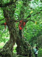 Two Ancient Ficus Virens