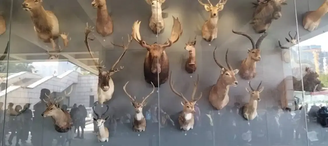 Hotels near Kenneth Behring Natural History Museum