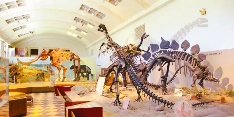 猶他大自然歷史博物館