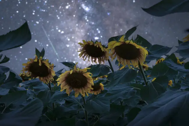 Sunflower Viewing in Ulanqab