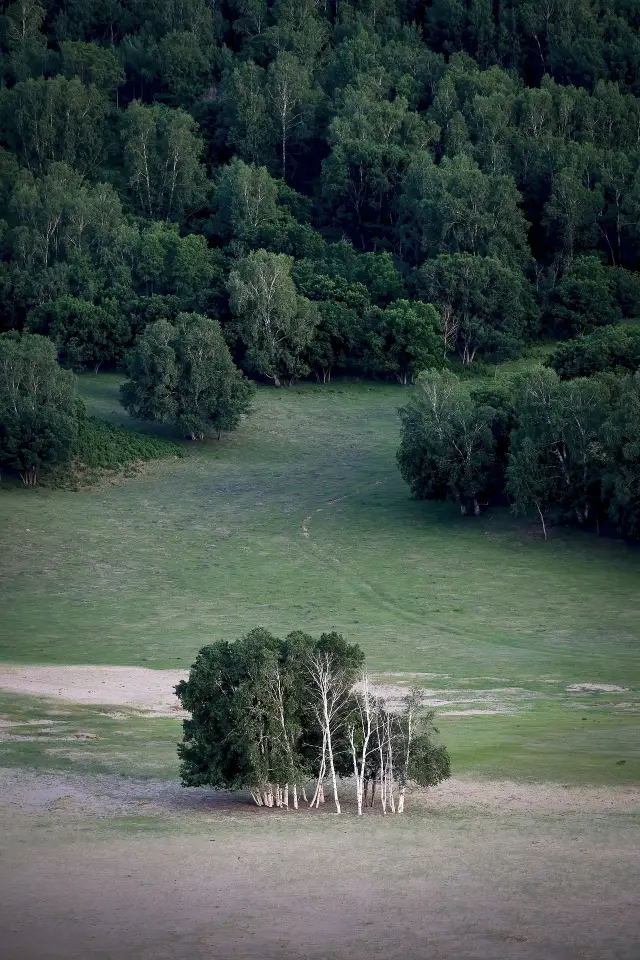 Birch Forest Viewing in Ulanqab